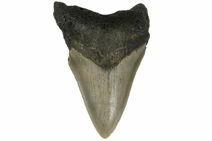 Serrated, Fossil Megalodon Tooth - North Carolina #183351